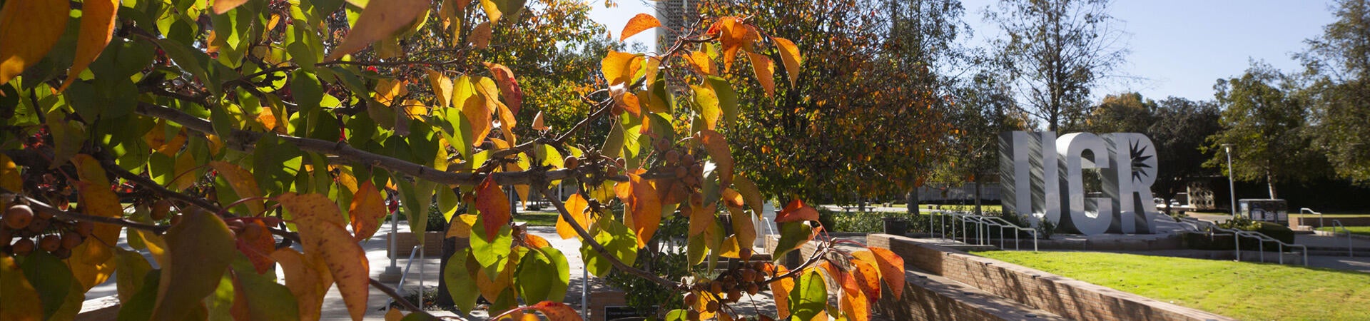 A view of the UCR sculpture in the center of the UC Riverside campus. A tree with gold, red, and orange leaves frame the scene.