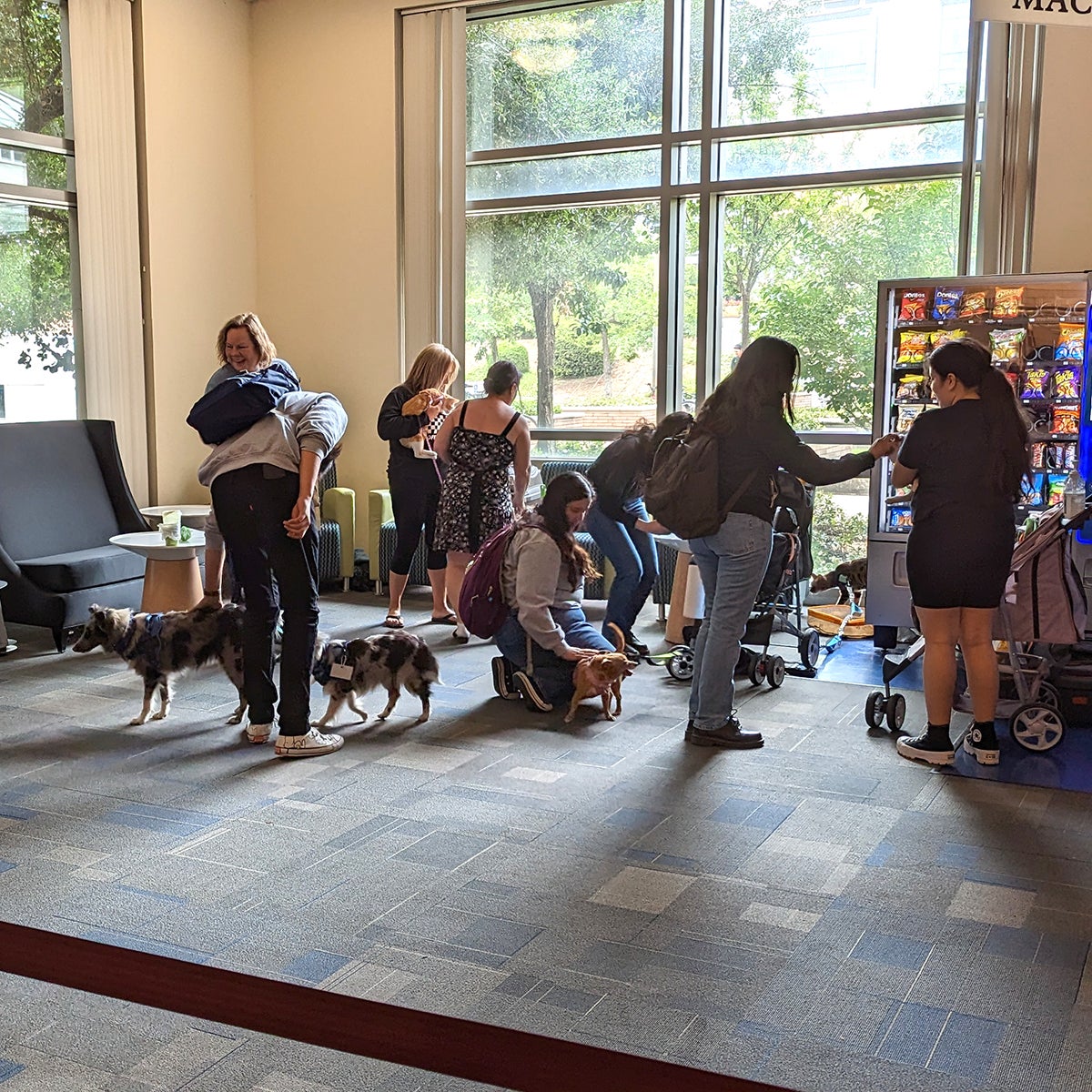 Students de-stressing during finals week by playing with and petting dogs from  Therapy Fluffies (trained therapy animals) program.