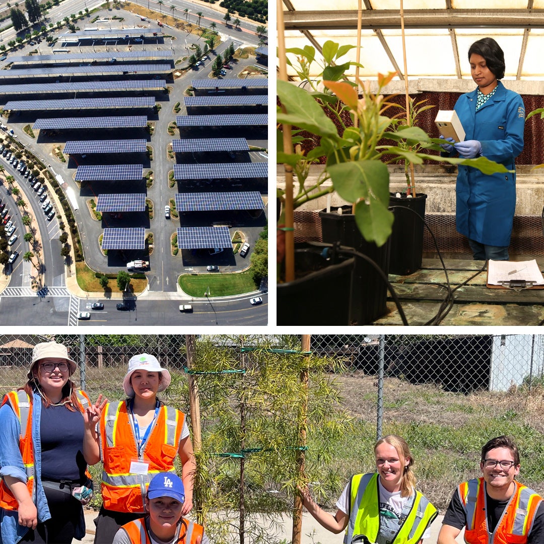 Collage showing sustainable efforts made my UCR: Top left shows an aerial view of the solar panels covering parking Lot 30. Top right shows a student working in a greenhouse. Bottom photo shows students planting a tree.