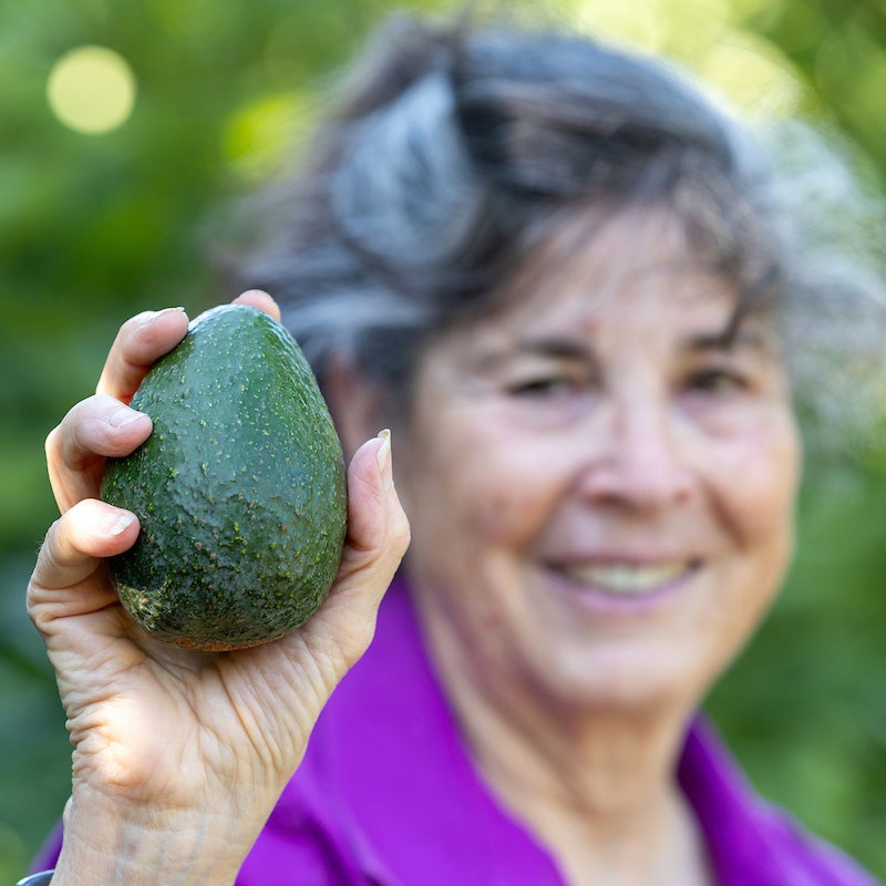 Mary Lu Arpaia, a UC Cooperative Extension horticulturist based at UCR, holds a Luna UCR avocados at that South Coast Research and Extension Center, on July 26, 2023, in Irvine.  The research site is the location where the Luna UCR avocado is being grown. 