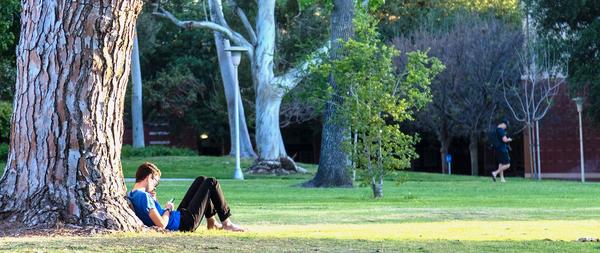 A student checks his phone while he reclines next to the base of a tree on UCR's campus