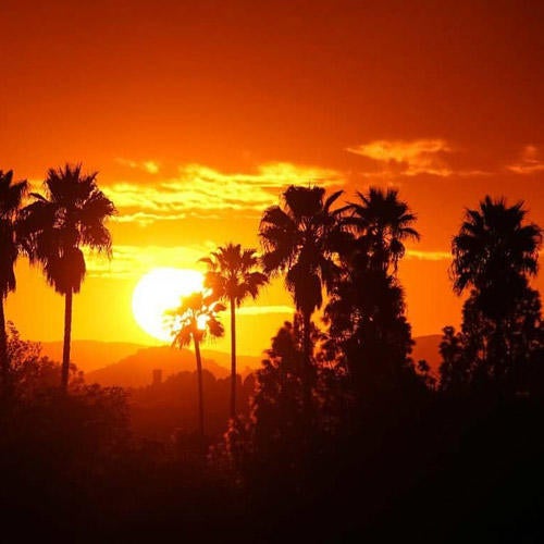 UCR Loves Riverside: UCR Sunset Palm Trees