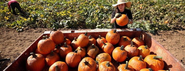 Photo of person with pumpkins
