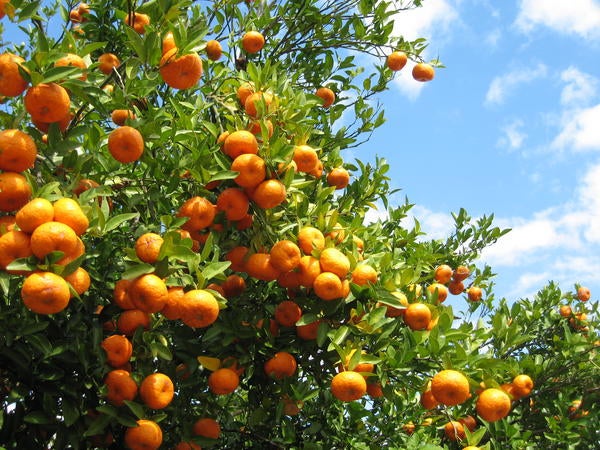 UCR Oranges