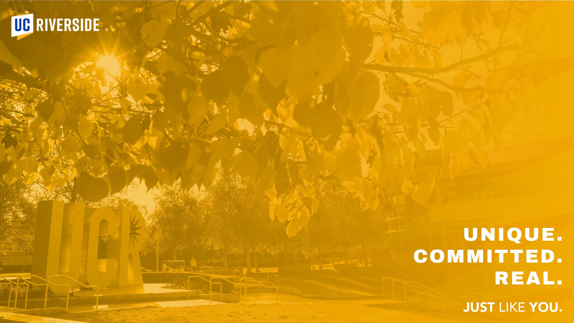 Download: UC Riverside Zoom Background - Campus Trees