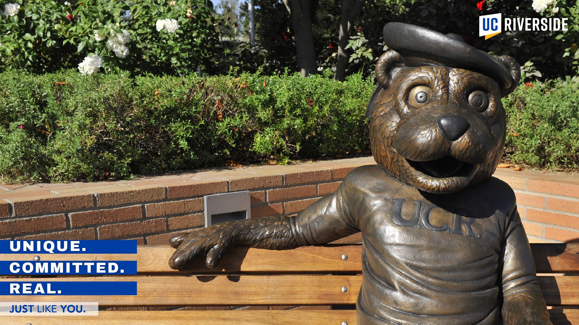 Download: UC Riverside Zoom Background - Scotty Statue