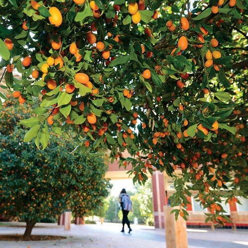 A student walks through a UCR courtyard lined with kumquat fruit trees.