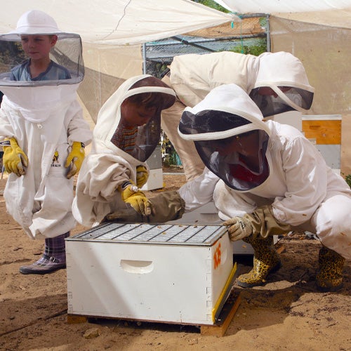 Several UCR beekeepers gather around a white box to study the honeybees that are inside.