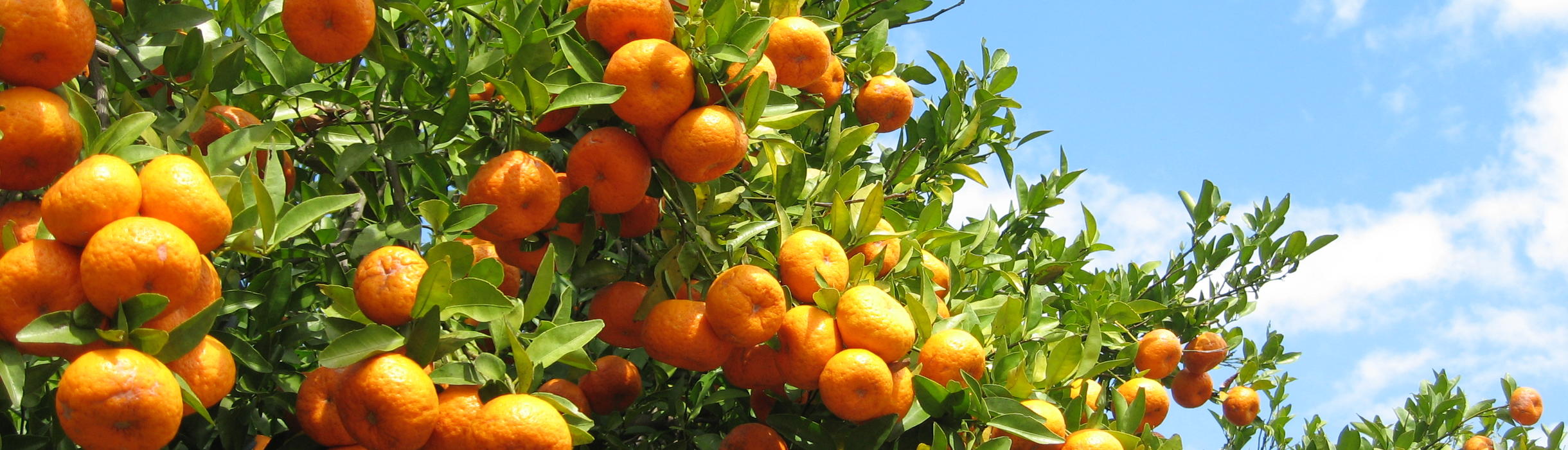 UCR Oranges